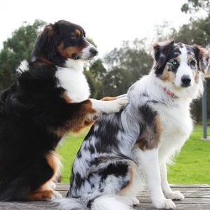 pemf for dogs